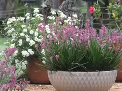 A Pata-de-Canguru: A Planta Híbrida que Encanta Paisagistas e Jardinistas