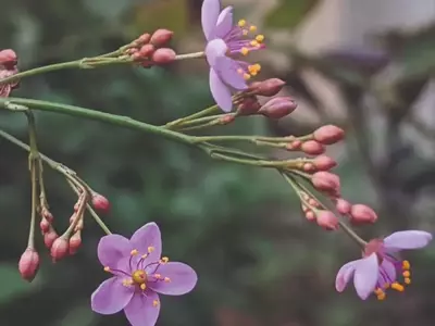 Suculentas Surpreendentes: Além da Beleza, Sabor e Nutrição