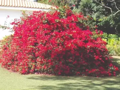 Primavera: A Planta Versátil que Transforma Seu Jardim
