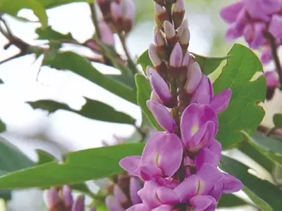 Tesouros Naturais: As Plantas Amazônicas e Seus Usos Surpreendentes