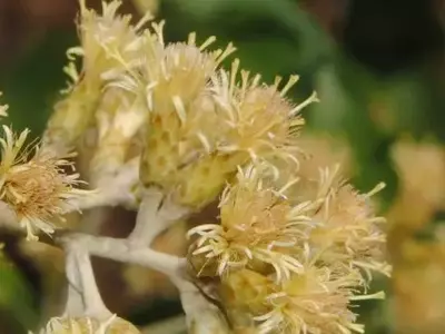 Descubra a Árvore Milagrosa: Uma Joia Escondida da Natureza