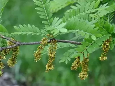 A Árvore Resiliente e Encantadora: Descobrindo a Gleditsia, a Joia Oculta dos Jardins