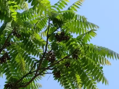 A Majestosa Árvore do Cedro: Uma Joia da Natureza Brasileira