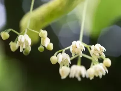 A Beleza Elegante e Versátil da Tília Americana