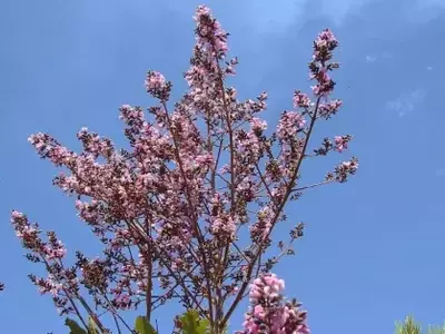 A Surpreendente Versatilidade da Vatairea macrocarpa: Uma Árvore Nativa do Cerrado Brasileiro