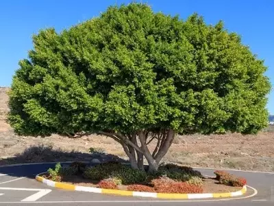A Figueira-de-Bengala: Uma Joia Verde Que Purifica o Ar e Encanta a Fauna Urbana