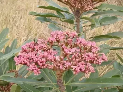 A Fascinante Jornada da Hortia Brasiliana: Descobrindo os Segredos de uma Espécie Nativa
