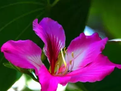 A Beleza Exuberante da Bauhinia Roxa: Uma Joia Tropical em Destaque