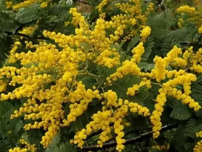A Beleza Encantadora da Acácia-Mimosa: Uma Jornada Sensorial