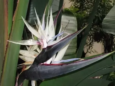 Explorando a Planta Exótica que Encanta Pássaros e Paisagistas