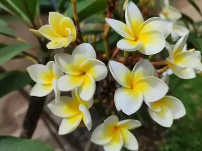 A Beleza Elegante e Versátil da Plumeria Alba: Explorando a Flor Emblemática do Caribe