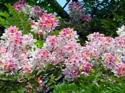 A Beleza Exuberante da Cassia Javanica: Uma Árvore Tropical Deslumbrante