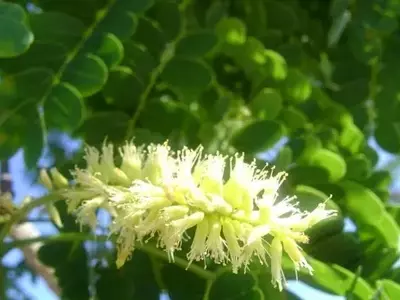 A Versatilidade e Importância do Vinhático: Uma Joia da Natureza Brasileira
