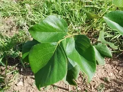 A Árvore Milagrosa: Descubra os Segredos da Pau-Pereira