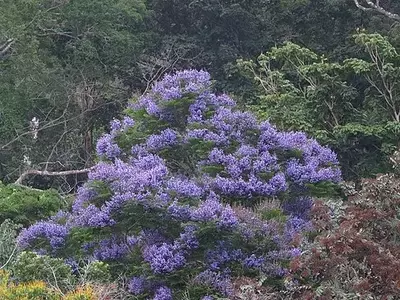 Jacarandá-da-Amazônia: A Joia Escondida da Floresta Tropical