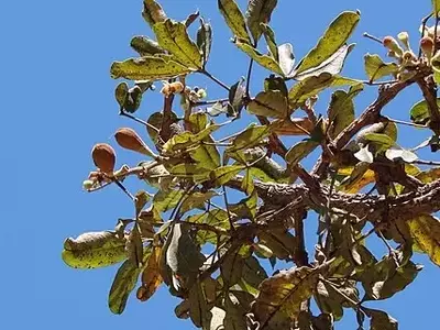 A Beleza Resiliente da Paineira-do-Cerrado: Guardião das Savanas Brasileiras