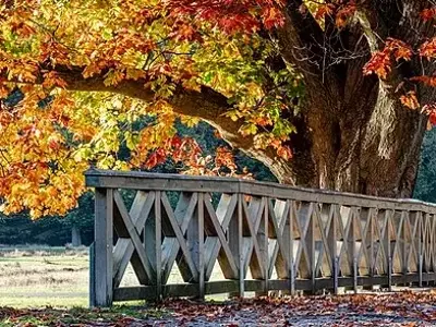 A Beleza Imponente do Carvalho Vermelho: Uma Joia da Natureza Americana