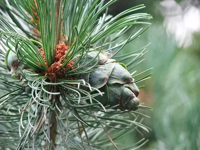 Pinus Parviflora: O Pinheiro-Branco-Japonês e Sua Simbologia