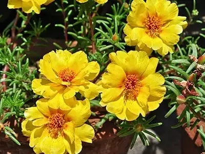 A Beleza Surpreendente da Portulaca: Cobertura Densa, Flores Brilhantes e Atração de Biodiversidade