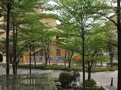 Árvore Guarda-Chuva: A Elegância Tropical em Seu Jardim