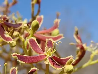 Descubra a Árvore Encantadora do Cerrado: O Tinguizeiro e Seus Segredos Naturais