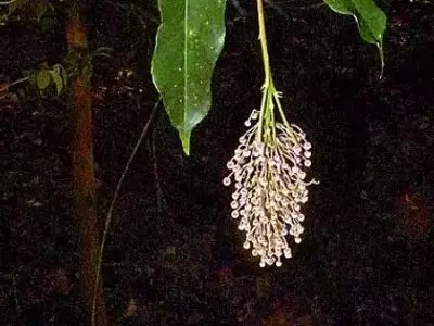 A Árvore Mágica do Cerrado: Descubra os Segredos da Mabea fistulifera