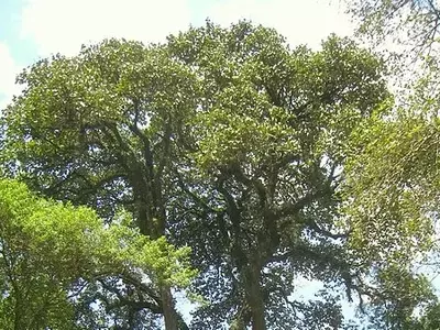 A Árvore Majestosa: Explorando a Luehea grandiflora, a Gigante das Florestas Brasileiras