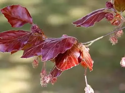 A Beleza Duradoura da Faia Púrpura: Uma Joia Ornamental para Jardins e Parques