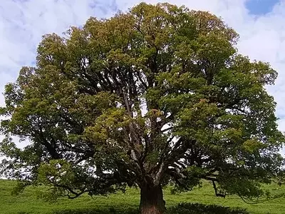 O Majestoso Sícomoro: Uma Árvore Versátil e Resiliente