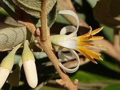 A Árvore Mágica do Cerrado: Descubra os Segredos do Styrax ferrugineus