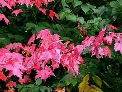 A Beleza Outonal do Bordo Vermelho: Uma Joia Natural em Paisagens Urbanas