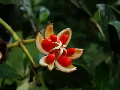 A Clusia criuva: A Árvore Mágica da Mata Atlântica