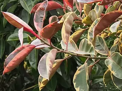 A Beleza Variegada do Ficus Elástica "Ruby": Uma Joia Tropical para Ambientes Internos
