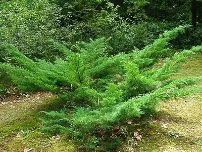 Junípero Rastejante: A Solução Elegante para Jardins e Áreas Externas