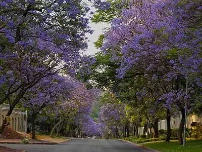 A Beleza Exuberante do Jacarandá-Mimoso: Uma Joia Paisagística Tropical