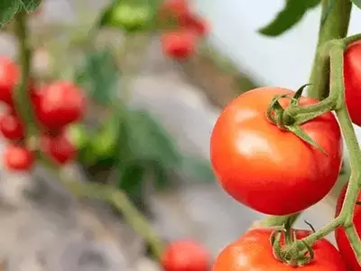 Cultive Seus Próprios Tomates Cereja em Casa: Uma Jornada Deliciosa e Sustentável