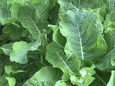 A Couve: O Superalimento Versátil e Nutritivo que Transforma sua Alimentação