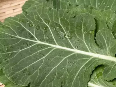 Descubra os Tesouros Ocultos da Família Brassicaceae: Uma Jornada Culinária e Nutricional