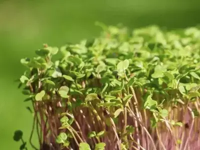 Microverdes: A Revolução Silenciosa na Alimentação Saudável