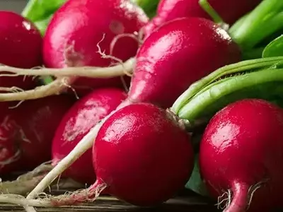 Rabanete: O Tesouro Oculto da Horta que Merece Destaque no Seu Prato