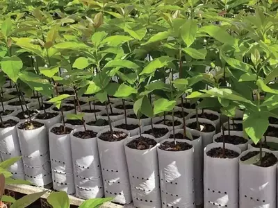 Avanços na Produção de Mudas de Abacate: Uniformidade e Resistência
