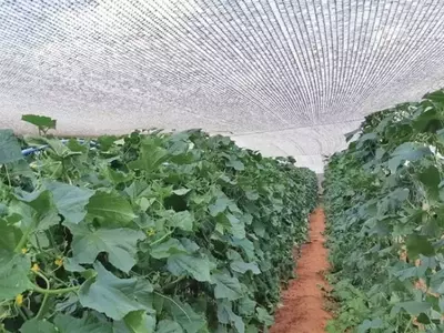 Telas Inteligentes: A Solução Inovadora para Cultivos Protegidos de Pepinos