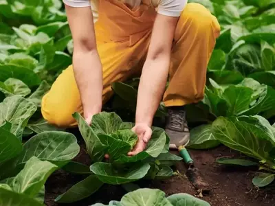 Investimento Recorde para Transformação Sustentável no Campo