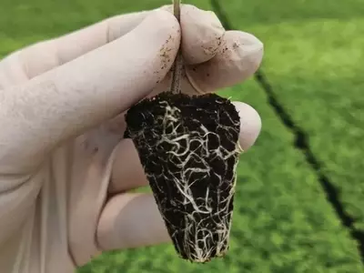 Jiffy: Cultivando Soluções Inovadoras para o Agronegócio