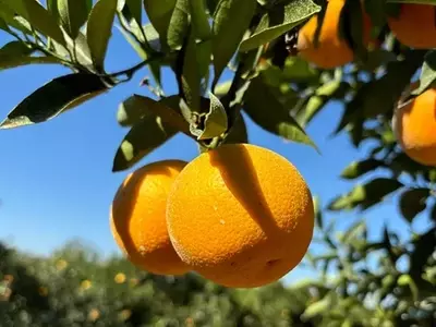 Inovação Cítrica: Variedades Precoces Revolucionam a Indústria de Suco no Brasil