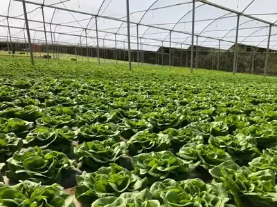 Plasticultura BR: A Solução Inovadora para o Cultivo Protegido