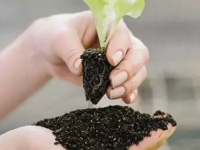Mecplant Substratos Brilha na 30ª Edição da Hortitec, Liderando Inovação e Sustentabilidade