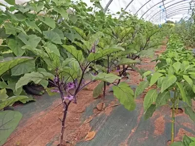 A Ascensão da Berinjela: Conquistando Espaço no Cultivo Protegido Brasileiro