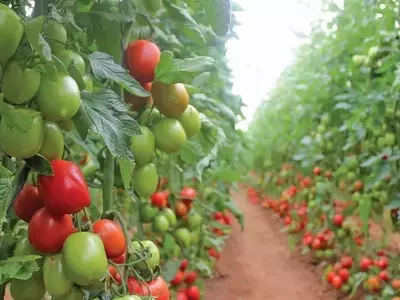 Inovação Revolucionária: O Fungicida Onsuva® da FMC Transforma o Cultivo de Hortaliças