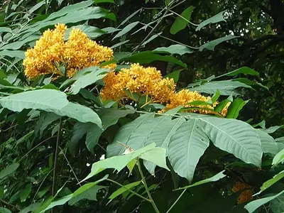 A Saraca Thaipingensis: Uma Joia Ornamental de Flores Exuberantes
